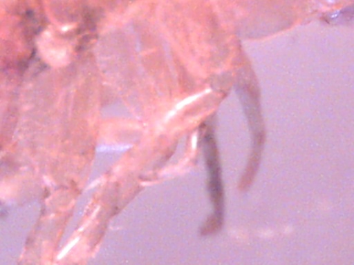 Piccoli crostacei raccolti dal Po vicino a Settimo Torinese